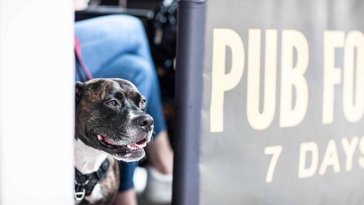 A black dog at The Cricketers Balmain