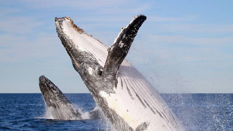 Head out on the water for some whale watching