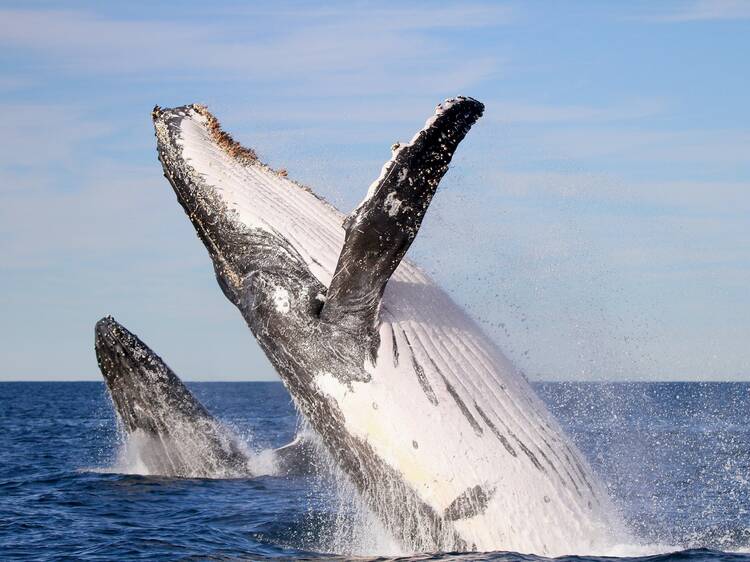 Head out on the water for some whale watching