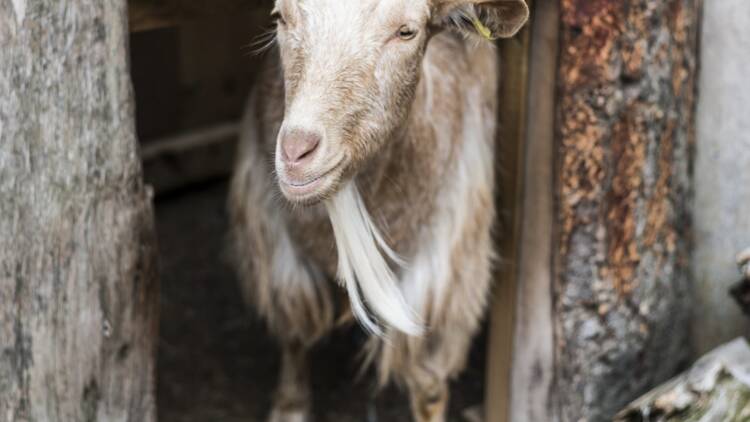 Meet a goat, FREE