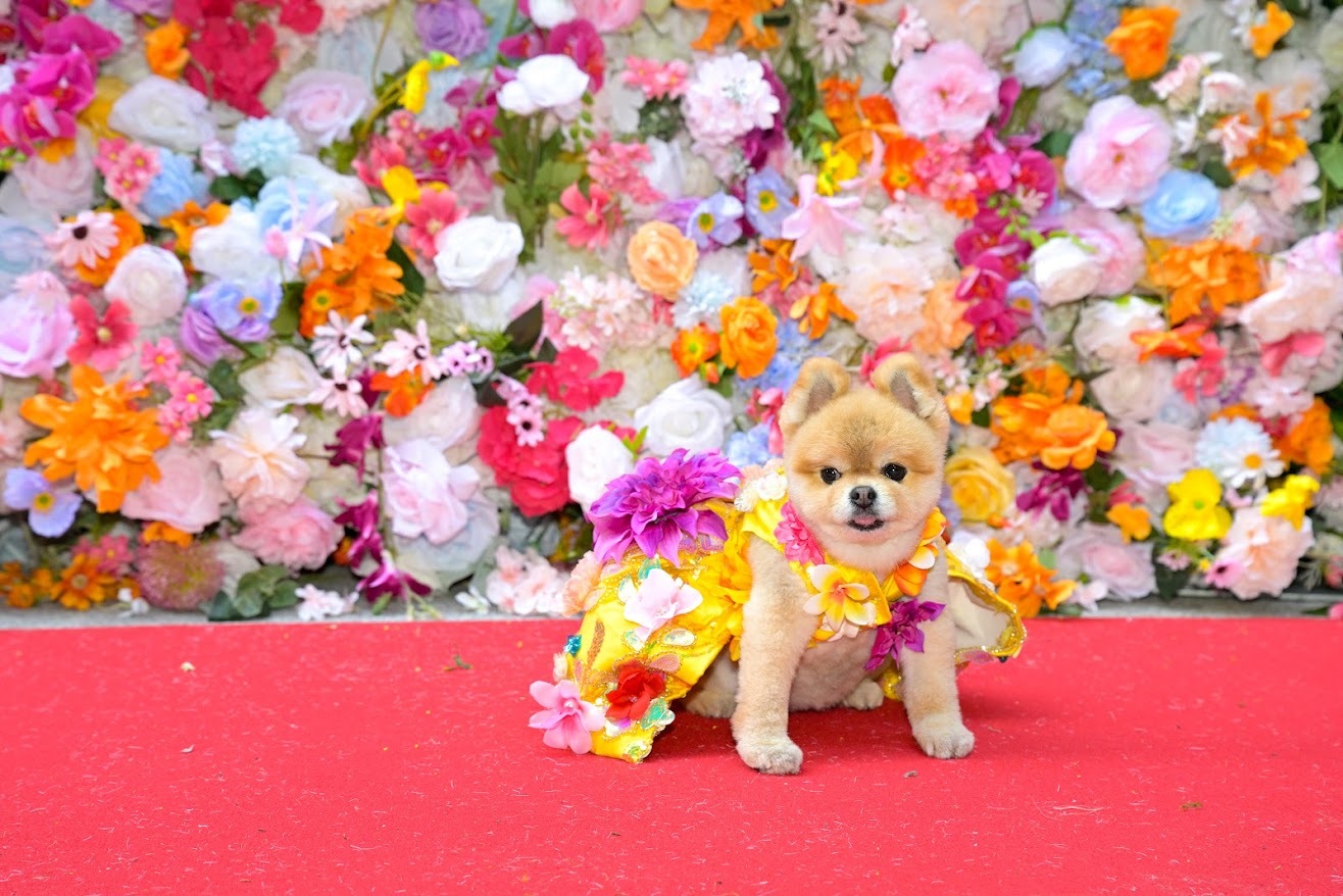 A dog dressed up in a gown.