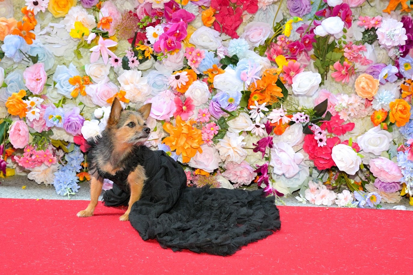 A dog in a black dress.