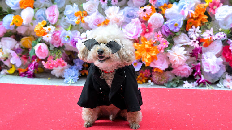 A dog dressed up in a black suit.