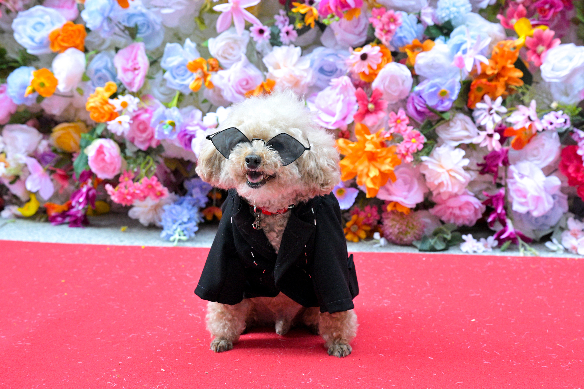 Who wore it better: the stars at the Met Gala or the dogs at the Pet Gala?