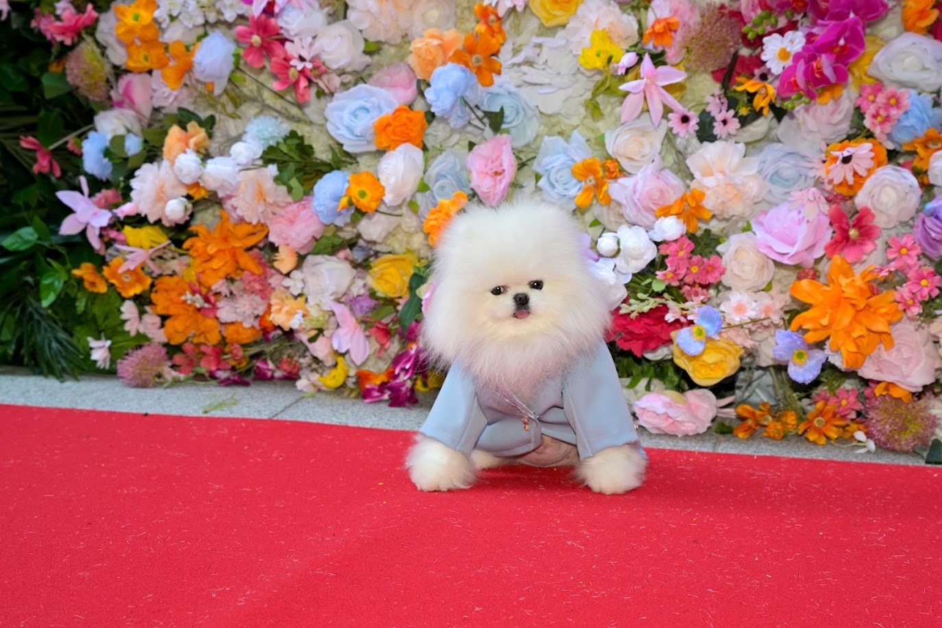 A fluffy white dog in a blue suit.