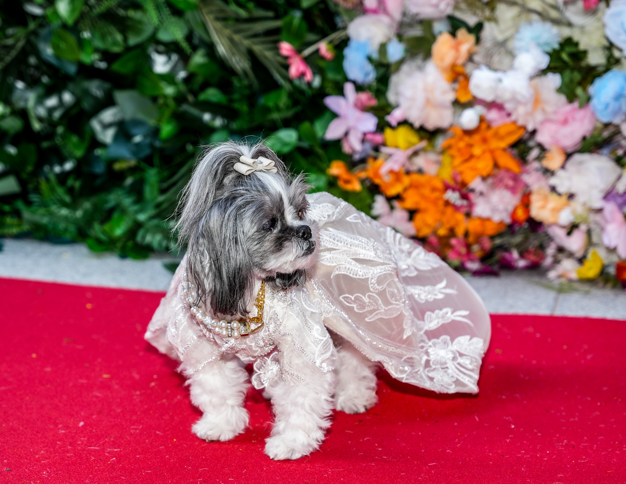 A dog in a white dress on a red carpet.