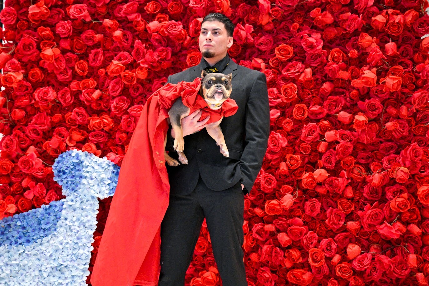 A dog in a long red gown.