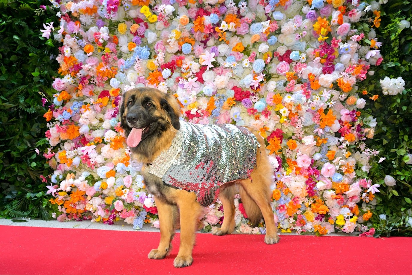 A brown dog in a glittery outfit.