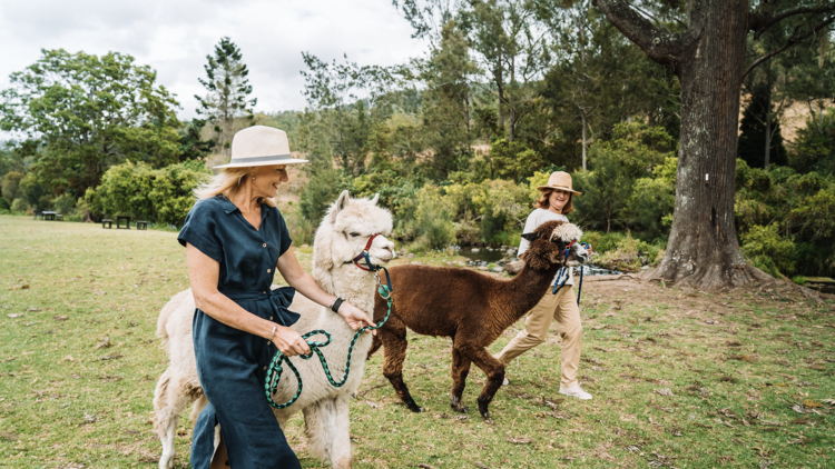 Mountview Alpaca Farm