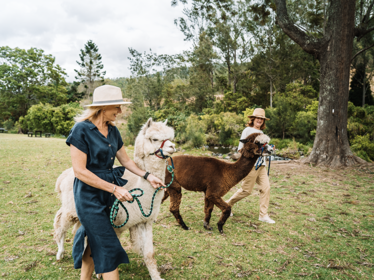 Mountview Alpaca Farm