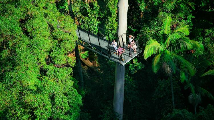 Tamborine Rainforest Skywalk