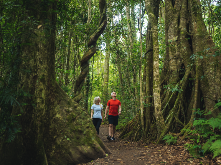 Lamington National Park, QLD