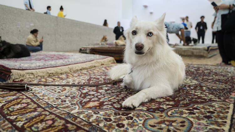 Casts Nina Beier museo Tamayo Perros Performance