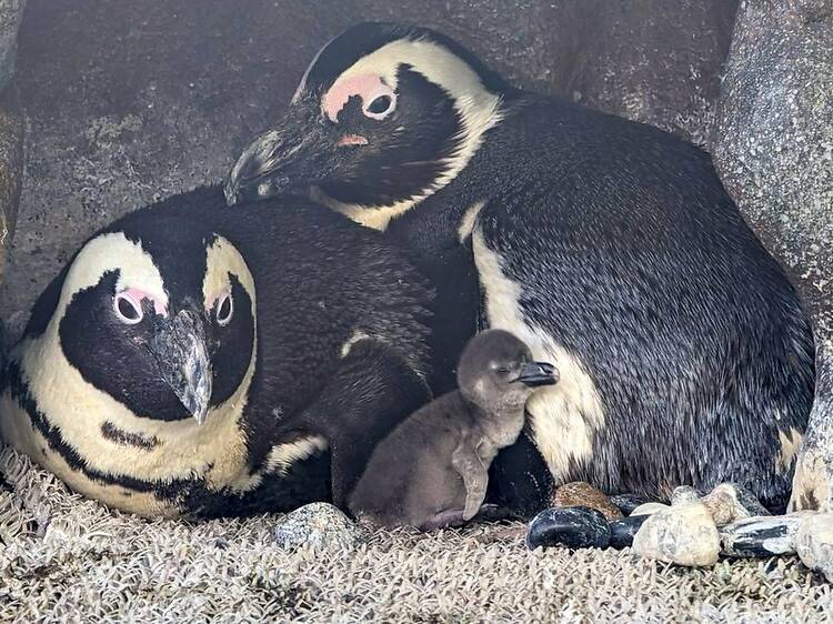 サンシャイン水族館初、生まれたての赤ちゃんペンギンを展示