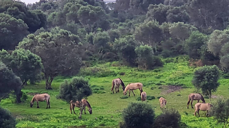 Cavalos Sorraia na Quinta do Pisão