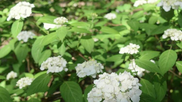 Rikugien Hydrangea