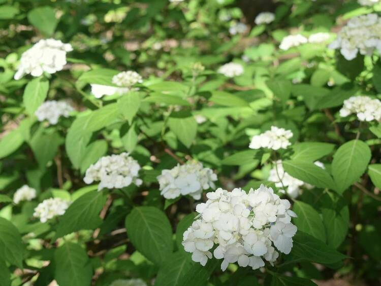 Early Summer at Rikugien: Hydrangeas and Satsuki Azalea