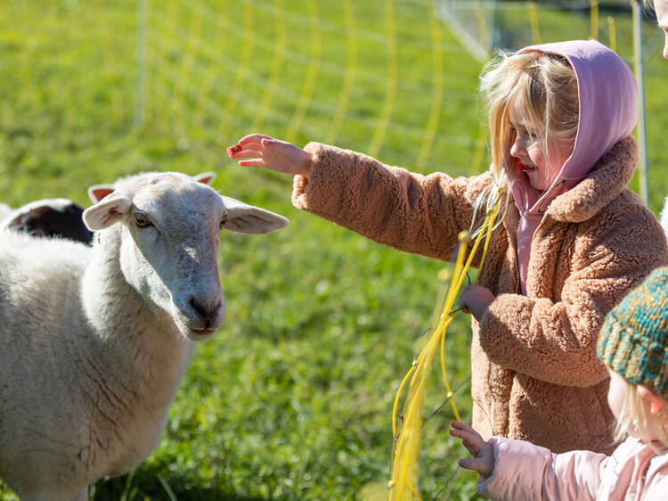 Harvest Festival