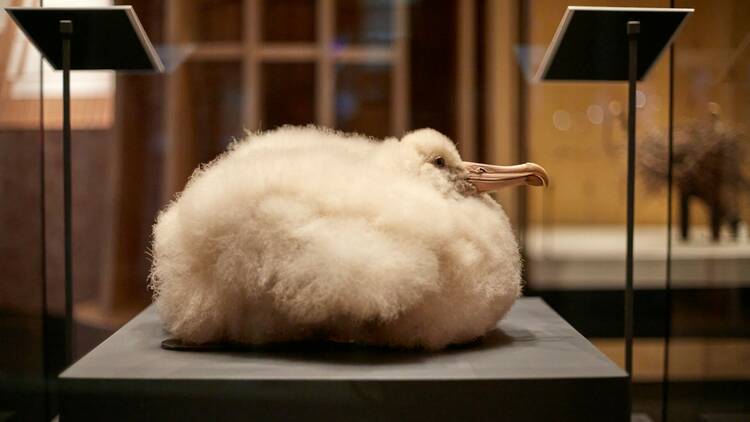 Birds: Brilliant & Bizarre, Natural History Museum, 2024