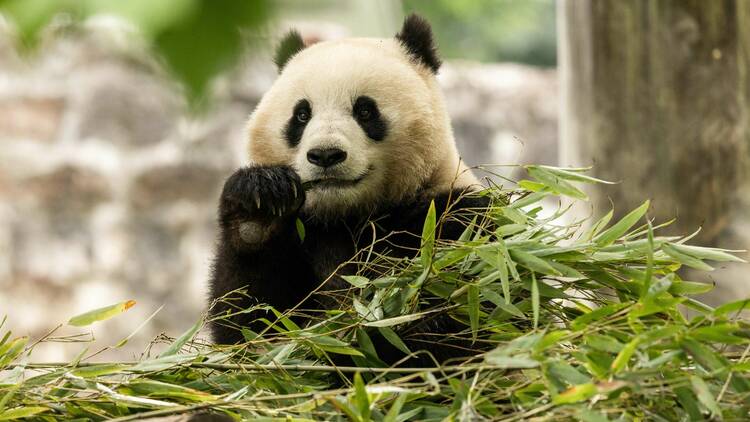 giant panda Qing Bao