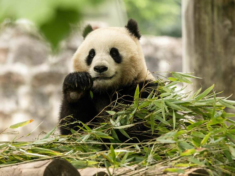 It’s official: new giant pandas are coming to the Smithsonian’s National Zoo