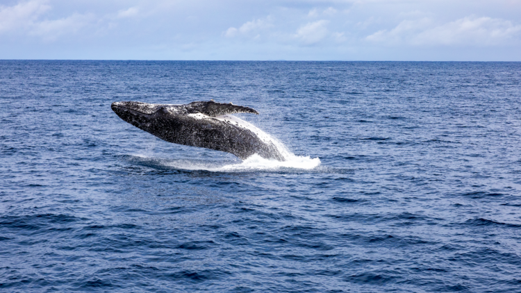 Go on a whale watching cruise