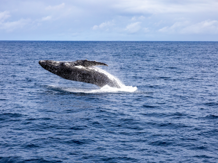 Go on a whale watching cruise