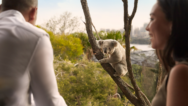 Two people look out at koala outside room