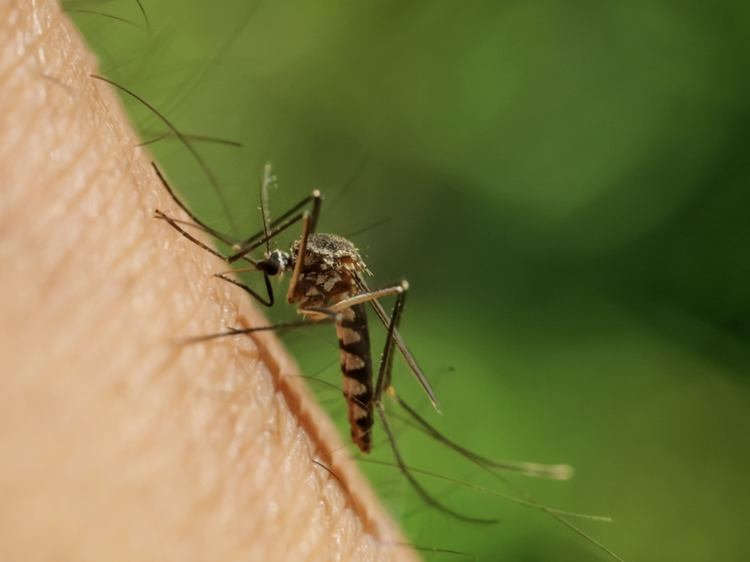 Barcelona té un 45% menys de mosquits que el 2022 a causa de la sequera