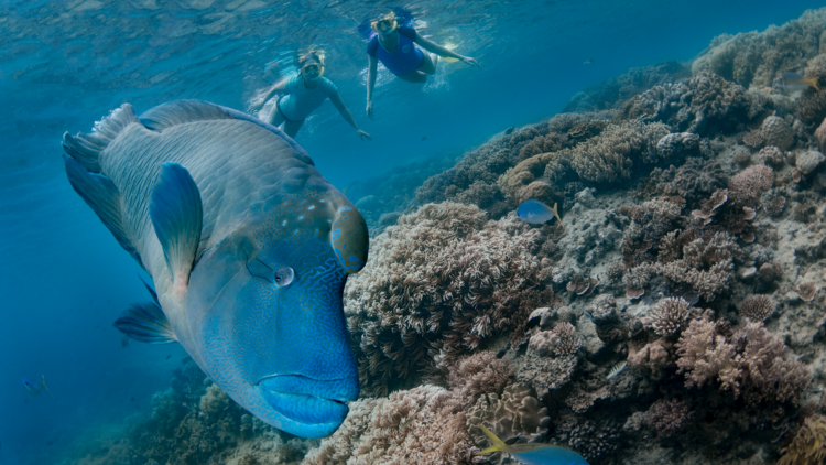 The Great Barrier Reef, QLD