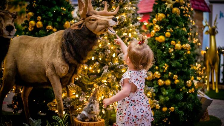 A young child looking at a reindeer. 