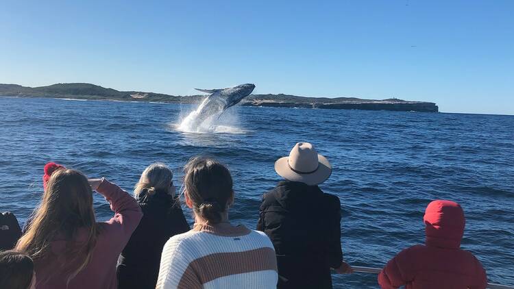 Cronulla Whale Watching Cruises