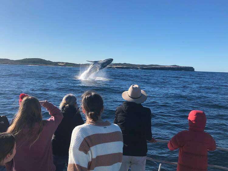 Cronulla Whale Watching Cruises