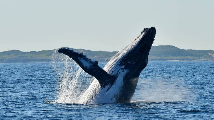 Whale pops out of ocean