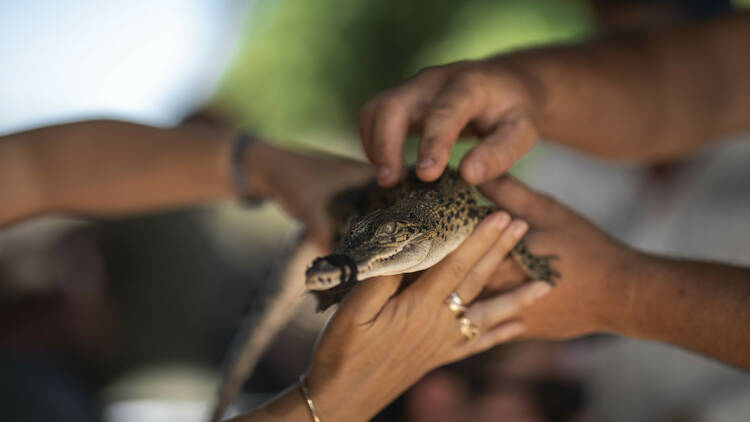 Face your fears at Malcolm Douglas’ Crocodile Park