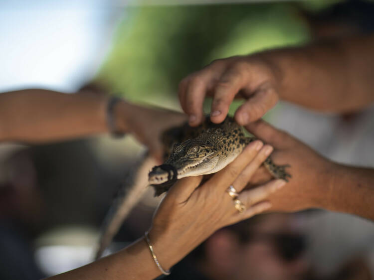 Face your fears at Malcolm Douglas’ Crocodile Park