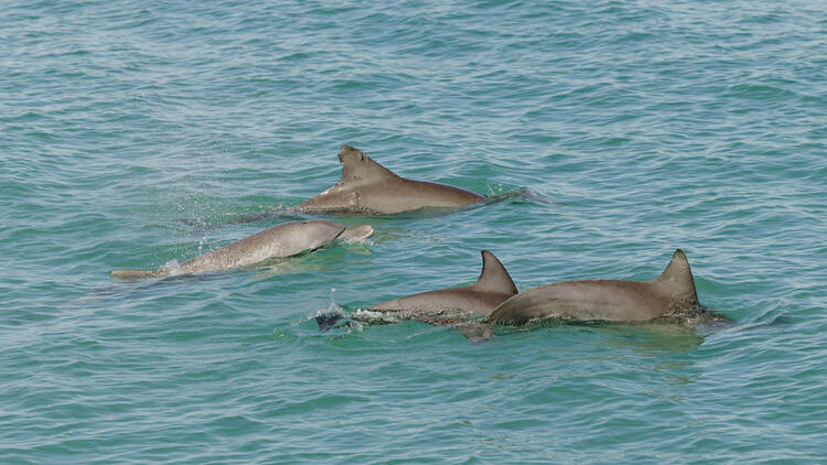 Seek out snubfin dolphins