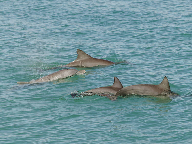 Seek out snubfin dolphins