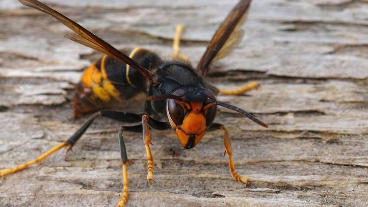 Asian hornet in a close-up photograph