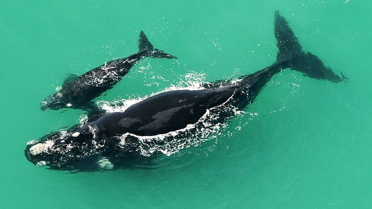 de hoop whale