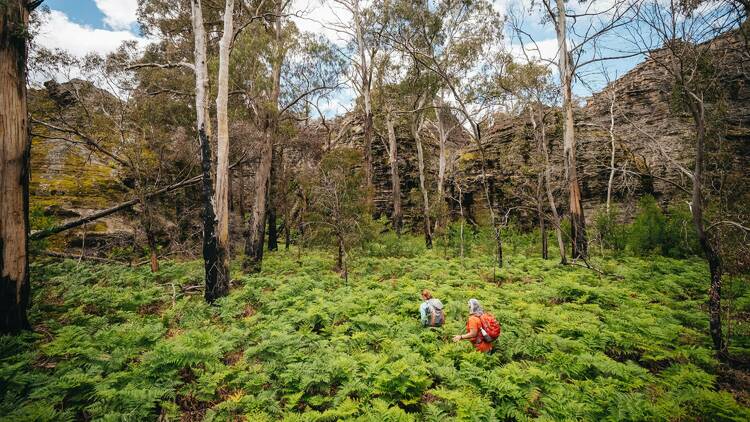 A forest trail