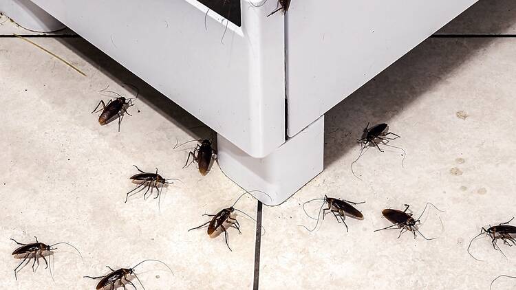 Cockroach infestation