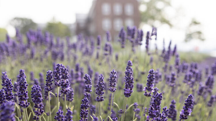 Stroll through an enchanting secret lavender field