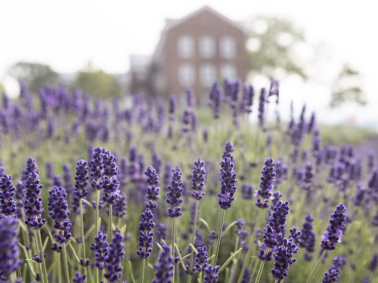 NYC Lavender Field