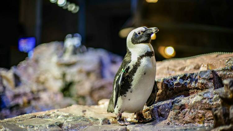 New England Aquarium