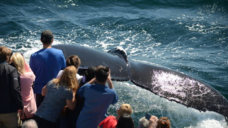 Whale Watching