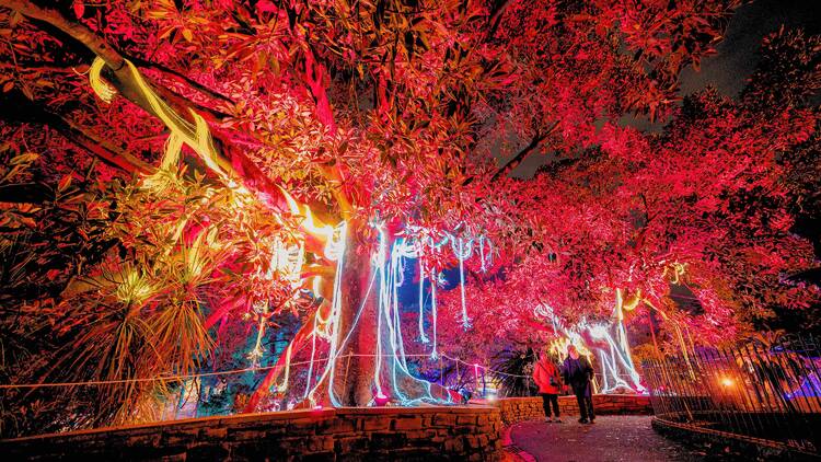 A huge tree illuminated in colourful lights.