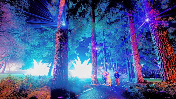 Lasers and light installations in a tree-filled park. 