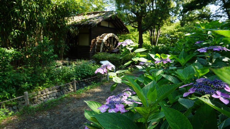 府中市郷土の森博物館　あじさいまつり