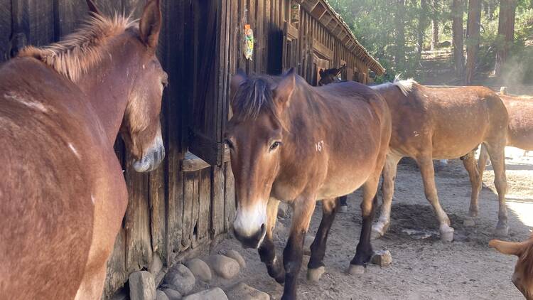 Yosemite horse